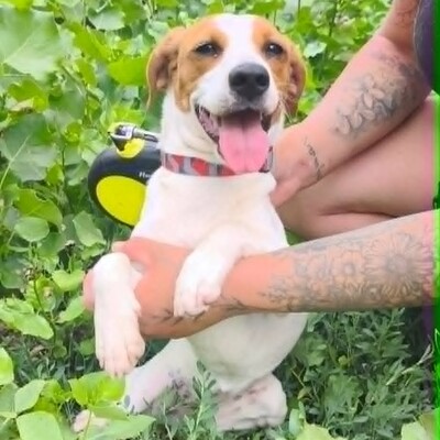 🥰 Lujza ist eine 6 Monate alte Jack-Russell-Terrier-Mischlingshündin ❤️, Jack Russel Terrier-Mix Welpen - Hündin