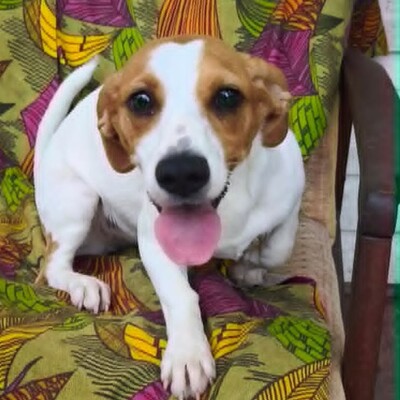 🥰 Lujza ist eine 6 Monate alte Jack-Russell-Terrier-Mischlingshündin ❤️, Jack Russel Terrier-Mix Welpen - Hündin