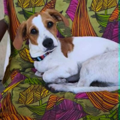 🥰 Lujza ist eine 6 Monate alte Jack-Russell-Terrier-Mischlingshündin ❤️, Jack Russel Terrier-Mix Welpen - Hündin