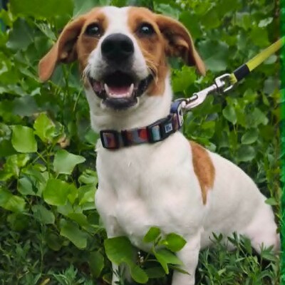 🥰 Lujza ist eine 6 Monate alte Jack-Russell-Terrier-Mischlingshündin ❤️, Jack Russel Terrier-Mix Welpen - Hündin