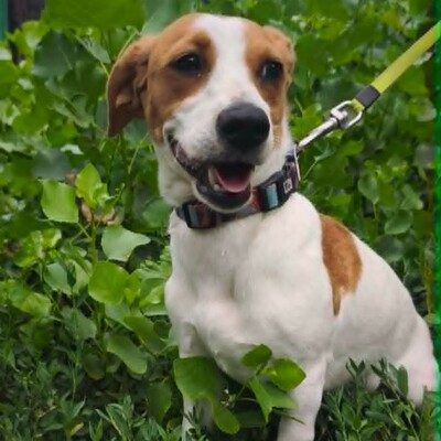🥰 Lujza ist eine 6 Monate alte Jack-Russell-Terrier-Mischlingshündin ❤️, Jack Russel Terrier-Mix Welpen - Hündin