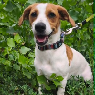 🥰 Lujza ist eine 6 Monate alte Jack-Russell-Terrier-Mischlingshündin ❤️, Jack Russel Terrier-Mix Welpen - Hündin