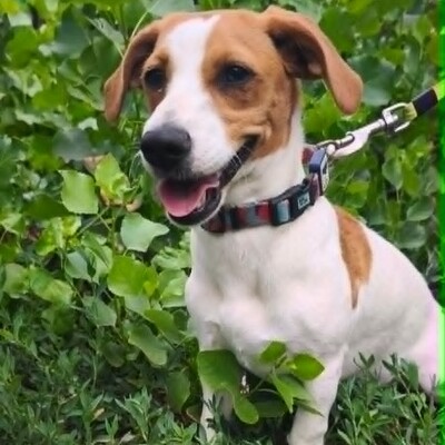 🥰 Lujza ist eine 6 Monate alte Jack-Russell-Terrier-Mischlingshündin ❤️, Jack Russel Terrier-Mix Welpen - Hündin