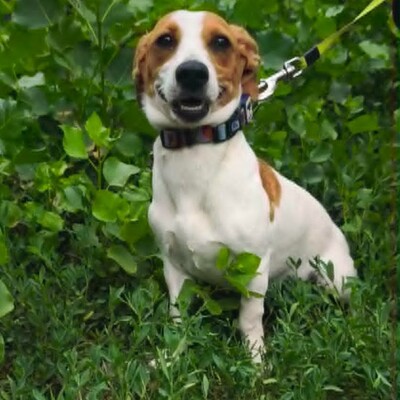 🥰 Lujza ist eine 6 Monate alte Jack-Russell-Terrier-Mischlingshündin ❤️, Jack Russel Terrier-Mix Welpen - Hündin