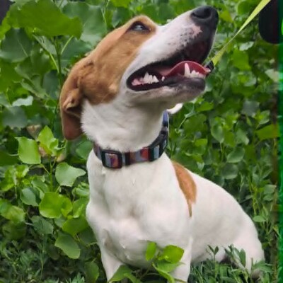 🥰 Lujza ist eine 6 Monate alte Jack-Russell-Terrier-Mischlingshündin ❤️, Jack Russel Terrier-Mix Welpen - Hündin