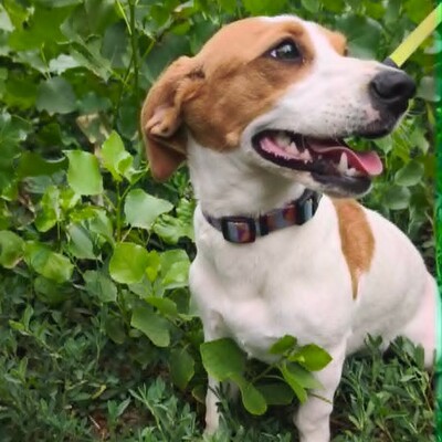 🥰 Lujza ist eine 6 Monate alte Jack-Russell-Terrier-Mischlingshündin ❤️, Jack Russel Terrier-Mix Welpen - Hündin