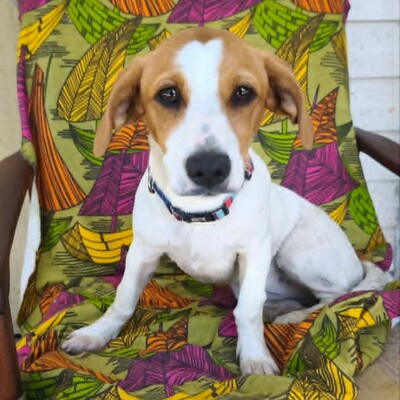 🥰 Lujza ist eine 6 Monate alte Jack-Russell-Terrier-Mischlingshündin ❤️, Jack Russel Terrier-Mix Welpen - Hündin