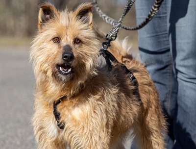Lujzi - Fröhliche Hundedame, ca. 5 Jahre, Mischling - Hündin