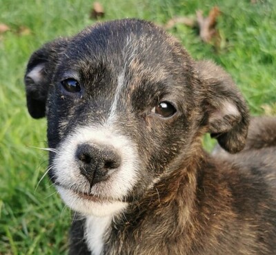 Lujzi, Welpen - Hündin