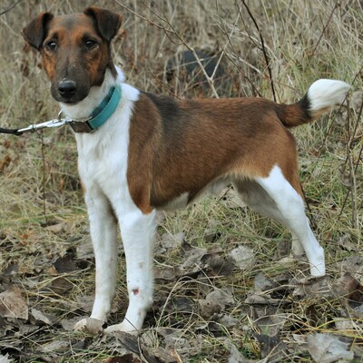 🐕‍🦺 Lukas ist ein 2 Jahre alter Fox Terrier Rüde. Er wurde bei seinen Besitzern beschlagnahmt,🐕‍🦺, Foxterrier - Rüde
