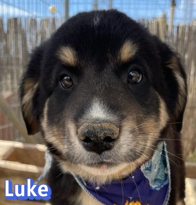 Luke, Mischling Welpen - Rüde