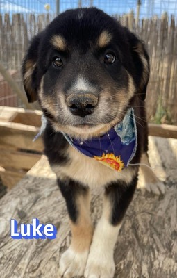 Luke, Mischling Welpen - Rüde