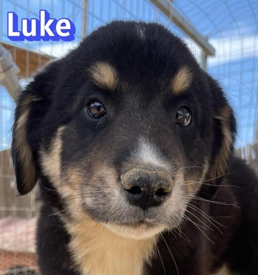 Luke, Mischling Welpen - Rüde
