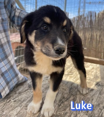 Luke, Mischling Welpen - Rüde