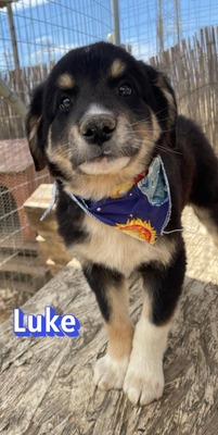 Luke, Mischling Welpen - Rüde