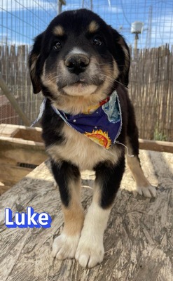 Luke, Mischling Welpen - Rüde