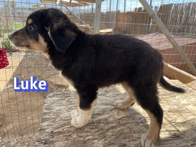 Luke, Mischling Welpen - Rüde