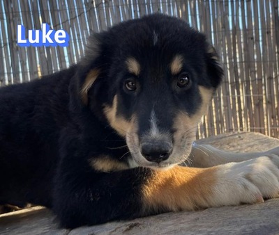 Luke, Mischling Welpen - Rüde