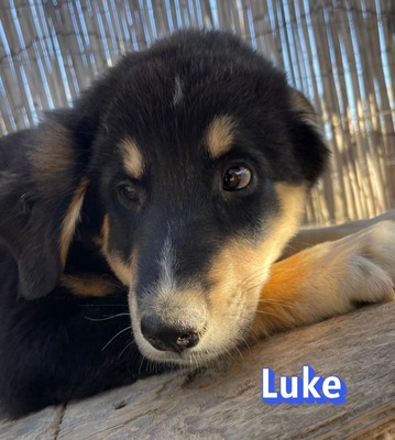 Luke, Mischling Welpen - Rüde