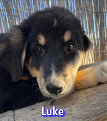 Luke, Mischling Welpen - Rüde