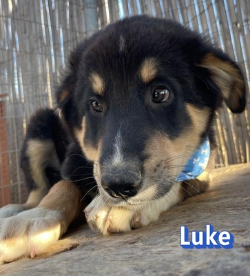 Luke, Mischling Welpen - Rüde