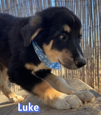 Luke, Mischling Welpen - Rüde
