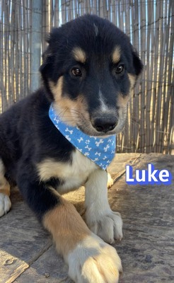 Luke, Mischling Welpen - Rüde