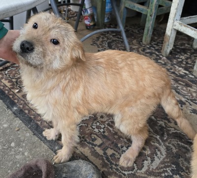 Luke, Mix Welpen - Rüde