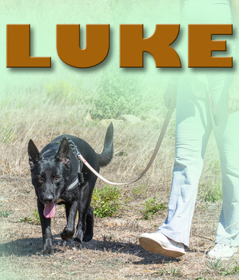 Luke - ein Herz sucht Heimat, Mischling - Rüde