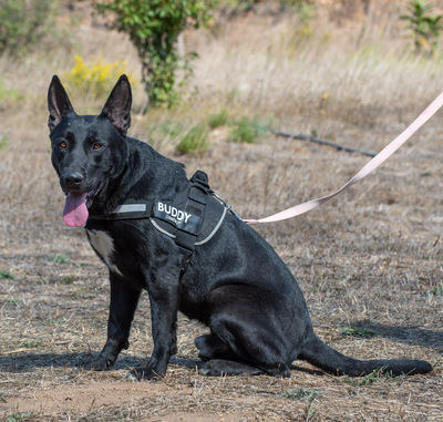 Luke - ein prima Kumpel, Mischling - Rüde