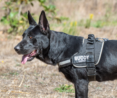 Luke - ein prima Kumpel, Mischling - Rüde