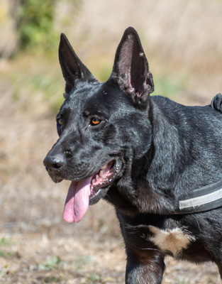 Luke - ein prima Kumpel, Mischling - Rüde