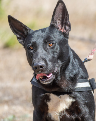 Luke - ein prima Kumpel, Mischling - Rüde