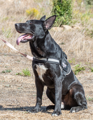 Luke - ein prima Kumpel, Mischling - Rüde