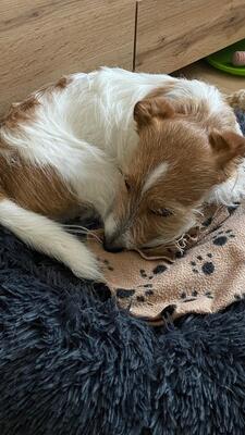 Luki, Terrier Mischling - Rüde