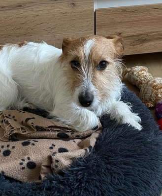 Luki, Terrier Mischling - Rüde