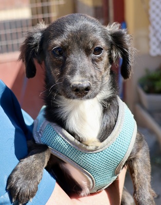 Lulu, Mix - Hündin