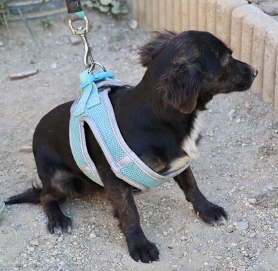 Lulu, Mix - Hündin
