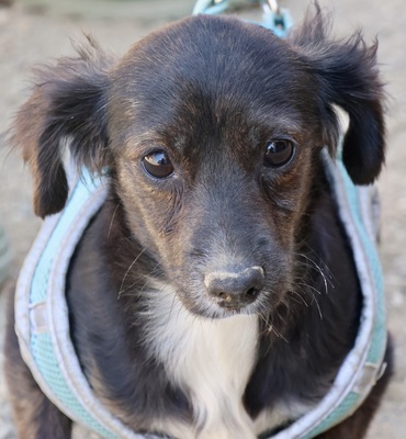 Lulu, Mix - Hündin