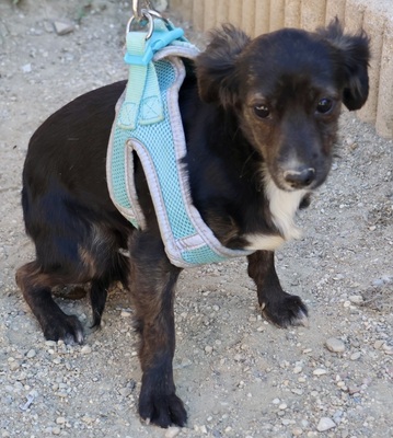 Lulu, Mix - Hündin