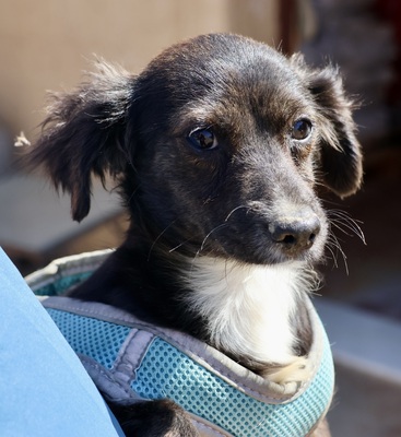Lulu, Mix - Hündin