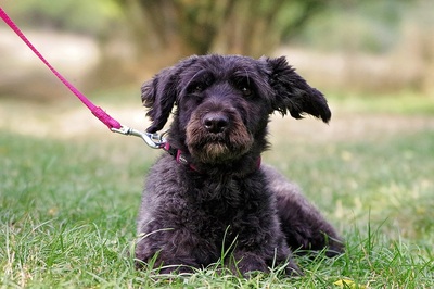 Lulu, Pudel Mix - Hündin