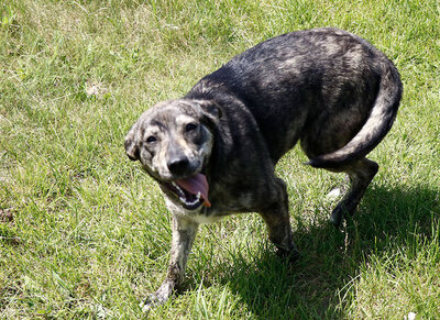 Lulu - Tolles Hundemädchen, ca. 9 Monate/51cm/22kg, Mischling - Hündin