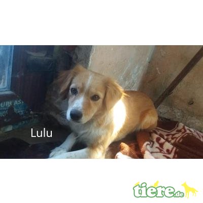 Lulu, süße Maus sucht ein Zuhause - Hündin