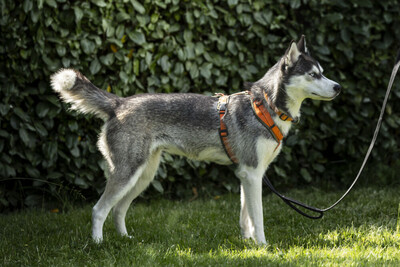 Luma, HUSKY - Hündin