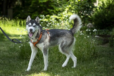 Luma, HUSKY - Hündin