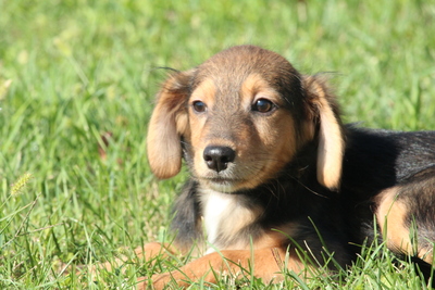 Lumi, Mischling Welpen - Rüde