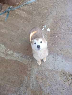 Lumi, wenn Hoffnung ein Zuhause sucht