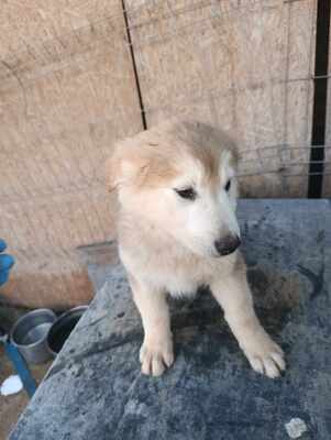 Lumi, wenn Hoffnung ein Zuhause sucht, Mischling Welpen - Rüde