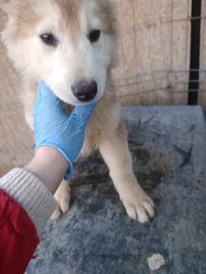 Lumi, wenn Hoffnung ein Zuhause sucht, Mischling Welpen - Rüde